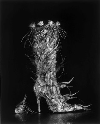 AGNSW collection Michiko Kon Boot of shrimps 1995