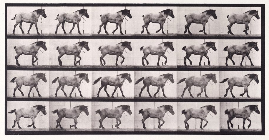 AGNSW collection Eadweard Muybridge Animal Locomotion - An Electrophotographic Investigation of Consecutive Phases of Animal Movements. Plate 574. "Hansel" walking, free [Vol. 9 Horses] 1885-1886