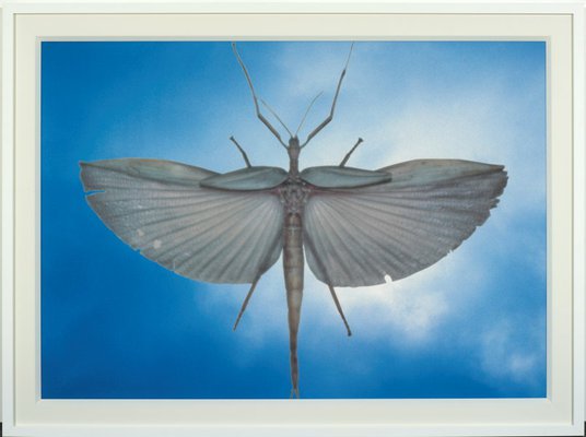 Alternate image of Untitled (locust) by Michael Riley