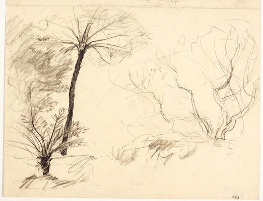 Alternate image of recto: Two studies of tree ferns
verso: Two studies of trees by Lloyd Rees