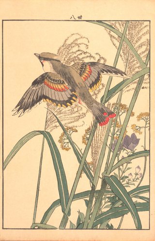 AGNSW collection Imao Keinen Susuki grass, Chinese bellflowers, patrinia and waxwing 1891