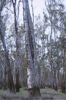 Alternate image of 3. Barmah Forest by Bonita Ely