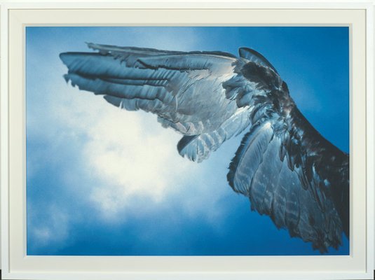 Alternate image of Untitled (crow, left wing, spilt open) by Michael Riley