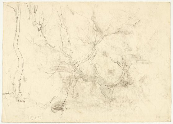 Alternate image of recto: River view
verso: Eucalypt trunks by Lloyd Rees