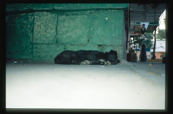 Alternate image of Sleepers II by Francis Alÿs